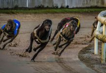 SIS amplía su oferta de carreras de galgos