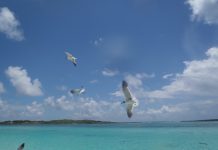 El gobierno de las Bahamas vendió el Grand Lucayan Resort