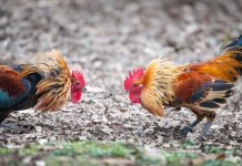 Buscan eliminar las riñas de gallos en Barranquilla