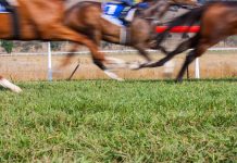 SIS integrará las carreras de caballo internacionales en su asociación con NetBet nether