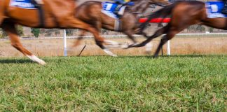 SIS integrará las carreras de caballo internacionales en su asociación con NetBet nether