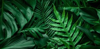 iGP: El éxito en Latinoamérica se verá impulsado por la plataforma localizada de Tropicana igp-tropicana