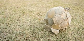 Fénix despide a su entrenador y jugadores por sospecha de fraude en las apuestas apuestas