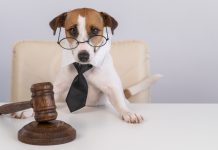 El Supremo Tribunal Federal ratificó el fallo del ministro Luiz Fux sobre el juego online juego online