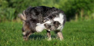 Un perro se muerde su propia cola.