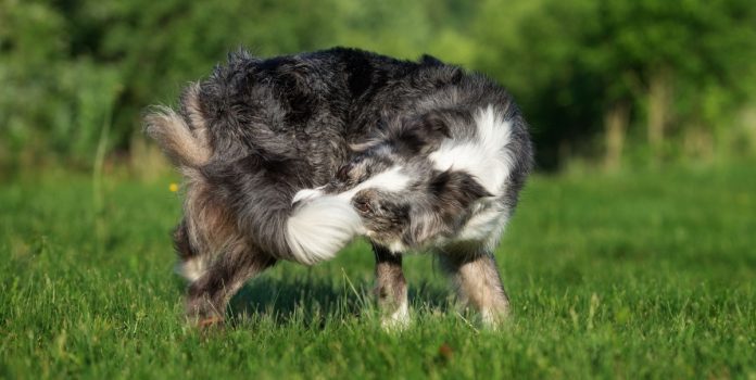 Un perro se muerde su propia cola.