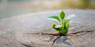 Necochea prepara distintas propuestas para recuperar el casino de la ciudad Una planta naciendo desde una grieta en la base del tronco de un árbol talado.