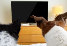 Dos perros miran un televisor apagado.