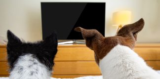 La Comisión de Deportes de Brasil analizará la prohibición de publicidad de las apuestas Dos perros miran un televisor apagado.