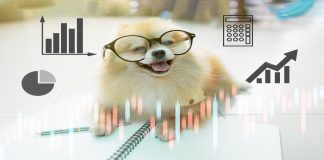 perrito evaluando acciones de la Bolsa de valores